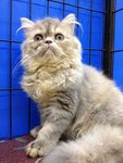 Betty - Persian Cat