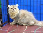 Betty - Persian Cat