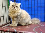 Betty - Persian Cat