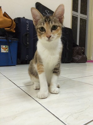 Marble &amp; Star - Domestic Short Hair Cat