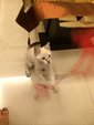 Susu - Siamese + Domestic Short Hair Cat