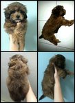 Baby - Shih Tzu + Poodle Dog