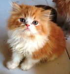 PF60346 - Persian Cat