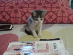 Niki - Domestic Short Hair Cat