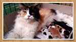 Calico mum with her litters