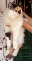 Cheri - Persian Cat