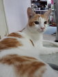 Peanut (Pls Read Description) - Domestic Short Hair Cat