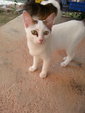 Kitten 2 - Domestic Short Hair Cat