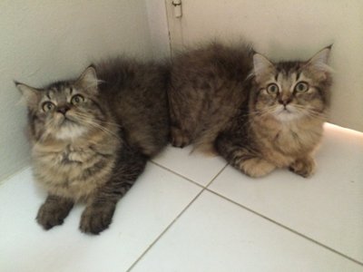 Persian Kitten / Cat - Persian Cat