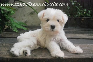 Taiwan Line White Schnauzer Pup W1 - Schnauzer Dog
