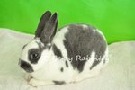 Mini Rex - Broken Blue 7 - Mini Rex Rabbit