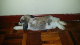 Cruise - New Zealand Rabbit