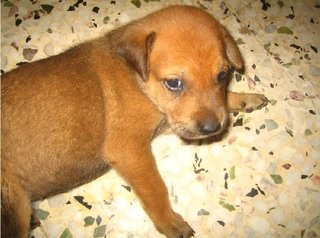 Surya - Mixed Breed Dog