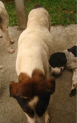 Cleo - Mixed Breed Dog