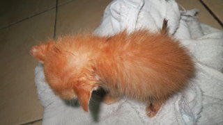 Oren - Tabby + Domestic Short Hair Cat