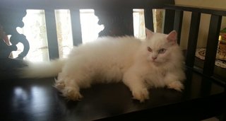 Baby - Persian Cat