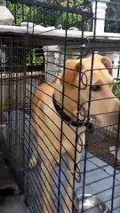 Sparky - Labrador Retriever Mix Dog