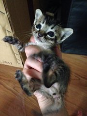No bigger than palm size but soon will grow to be a charming cat