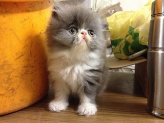 Robbin - Persian Cat