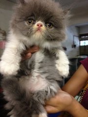 Robbin - Persian Cat