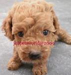 Pure Homebreed Tiny Size Poodle - Poodle Dog