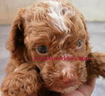 Pure Homebreed Tiny Size Poodle - Poodle Dog