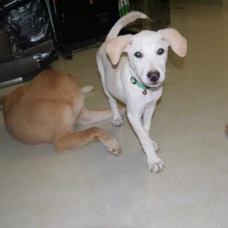 Latte (Toilet Trained ) For Indoor - Labrador Retriever Mix Dog