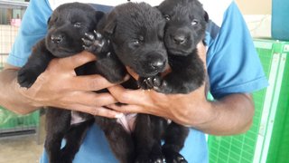 Black German Shepherd Puppies - German Shepherd Dog + Bolognese Dog