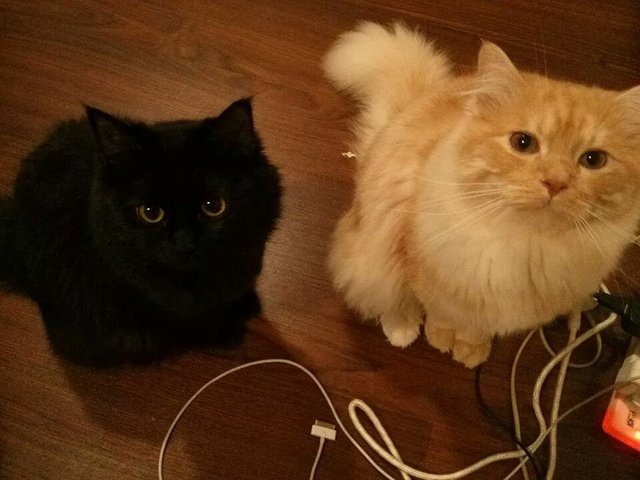 Lilo &amp; Stitch - Persian + Birman Cat
