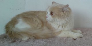 Semiflat Persian Male 2 - Persian Cat