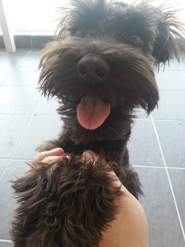 Black Miniature Schnauzer  - Schnauzer Dog