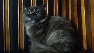 Lunaa - Domestic Long Hair + Persian Cat