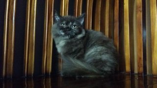 Lunaa - Domestic Long Hair + Persian Cat