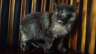 Lunaa - Domestic Long Hair + Persian Cat