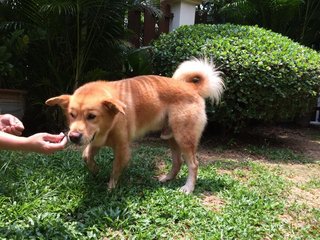 Simba - Mixed Breed Dog