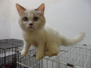 Persian Ragdoll White - Ragdoll Cat