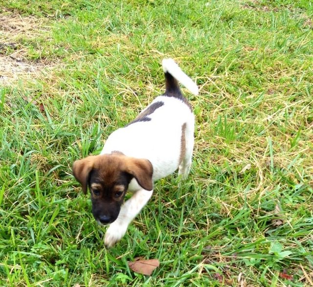 Sumi Girl - Mixed Breed Dog