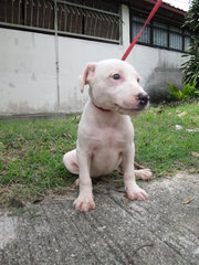 American Bully - American Staffordshire Terrier + Pit Bull Terrier Dog