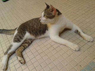 Jambu - Domestic Short Hair Cat