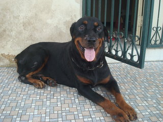 Blacky - Rottweiler Dog