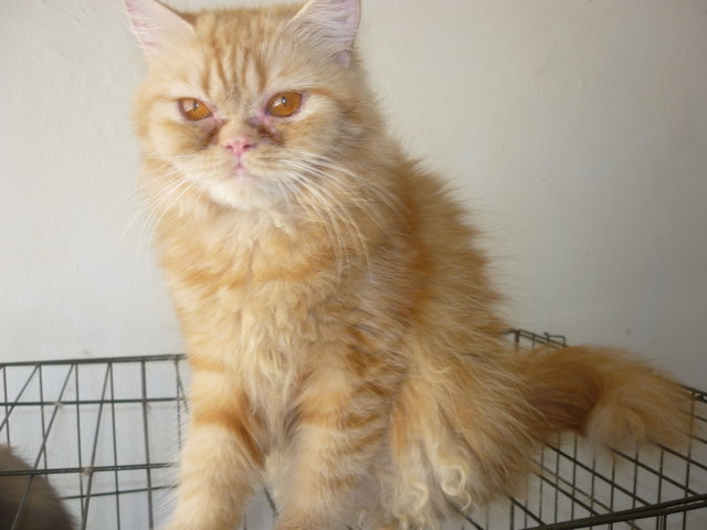 Persian Female Amber - Persian Cat