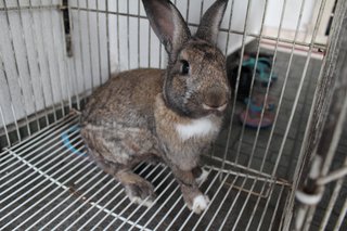 Riki Chan - Angora Rabbit Rabbit