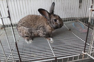 Riki Chan - Angora Rabbit Rabbit