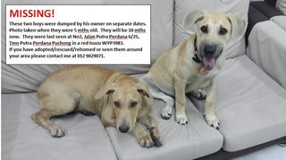 Max And Boy - Labrador Retriever + Greyhound Dog