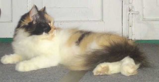 Proven Female Persian - Persian Cat