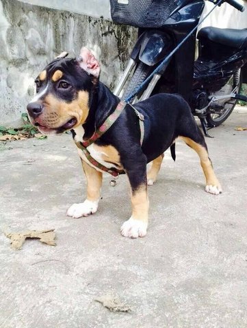 Quality Pocket American Bully  - American Staffordshire Terrier + Pit Bull Terrier Dog