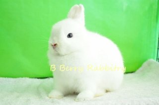 Netherland Dwarf - Bew 10 - Netherland Dwarf Rabbit