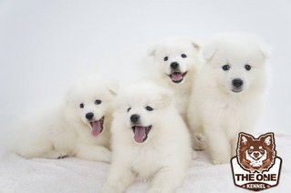 The Snow Ball Samoyed Puppies - Samoyed Dog