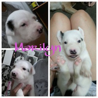 We name her marilyn because of her marking on her face.. cute rite..