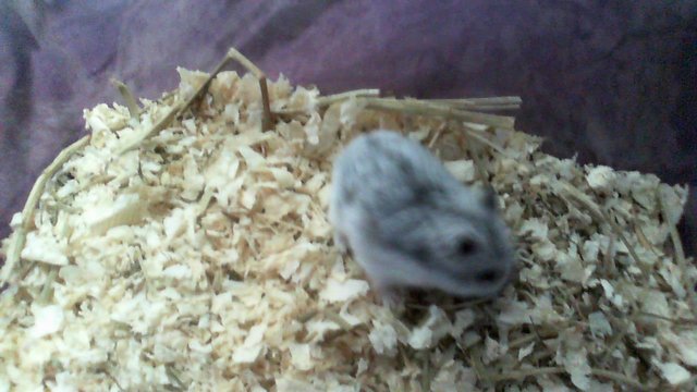 Lucy - Common Hamster Hamster